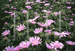 Picture of Stokesia laevis 'Klaus Jelitto'