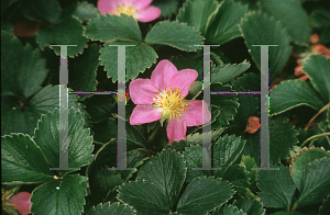 Picture of Fragaria frel 'Pink Panda'