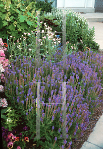 Picture of Salvia nemorosa 'Blauhugel(Blue Hill)'