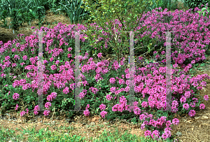 Picture of Verbena canadensis 'Homestead Purple'