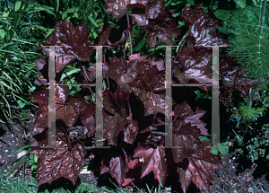 Picture of Heuchera micrantha 'Palace Purple'