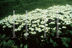 Picture of Leucanthemum x superbum 'Snowcap'