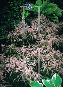 Picture of Astilbe simplicifolia 'Sprite'