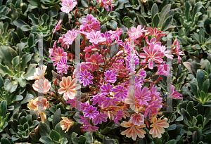 Picture of Lewisia cotyledon 'Hybrid Mix'