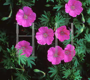 Picture of Geranium sanguineum 'John Elsley'