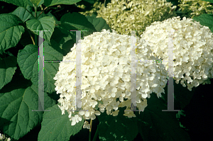 Picture of Hydrangea arborescens 'Annabelle'