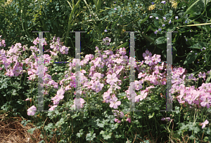 Picture of Geranium dalmaticum 