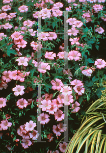 Picture of Geranium x oxonianum 'Bressingham's Delight'