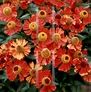 Picture of Helenium  'Coppelia'