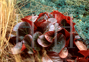 Picture of Bergenia cordifolia 'Bressingham Ruby'