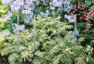 Picture of Polemonium caeruleum 'Brise d'Anjou'