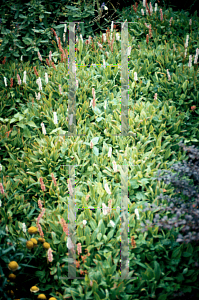 Picture of Polygonum affine 'Dimity'