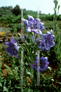 Picture of Platycodon grandiflorus 'Hakone Blue'