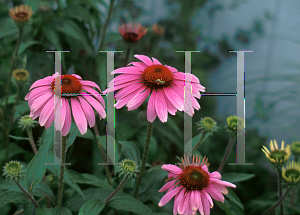 Picture of Echinacea purpurea 'Magnus'