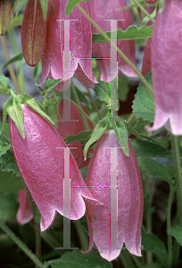 Picture of Campanula punctata 'Cherry Bells'