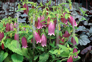 Picture of Campanula punctata 'Cherry Bells'