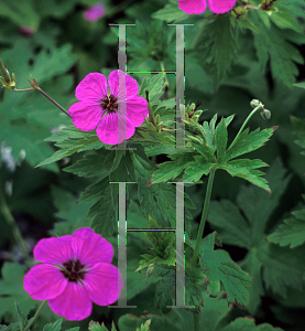 Picture of Geranium  'Jason Bloom'