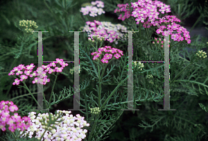 Picture of Achillea millefolium 'Ortel's Rose'