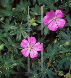 Picture of Geranium sanguineum 'Shepherd's Warning'