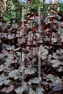 Picture of Heuchera  'Silver Lode'