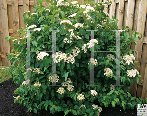 Picture of Viburnum dilatatum 'Henneke(Cardinal Candy)'