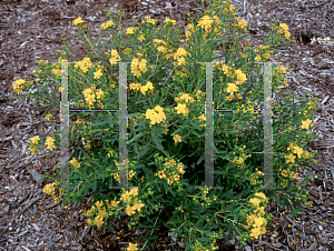 Picture of Hypericum  'Gemo'