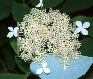 Picture of Hydrangea arborescens ssp. radiata 