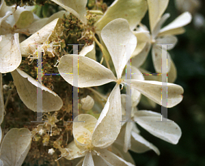 Picture of Hydrangea paniculata 'Barbara'