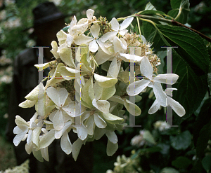 Picture of Hydrangea paniculata 'Barbara'