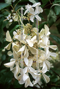 Picture of Hydrangea paniculata 'Barbara'