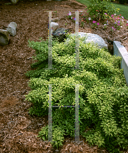 Picture of Forsythia x 'Courtasol (Gold Tide)'