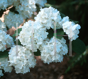 Picture of Hydrangea paniculata 'Saw Tooth'