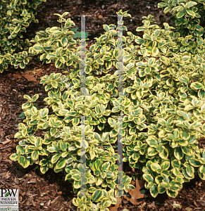 Picture of Euonymus fortunei 'Roemertwo(Gold Splash)'