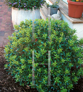 Picture of Ilex glabra 'Compacta'