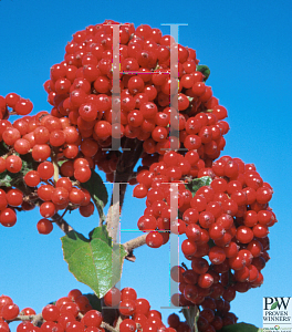 Picture of Viburnum dilatatum 'Henneke(Cardinal Candy)'