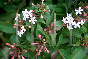 Picture of Abelia mosanensis 