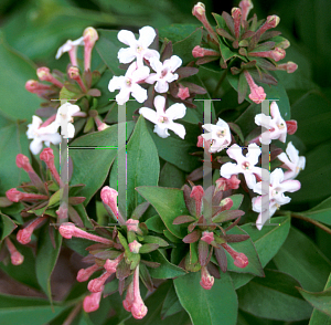 Picture of Abelia mosanensis 