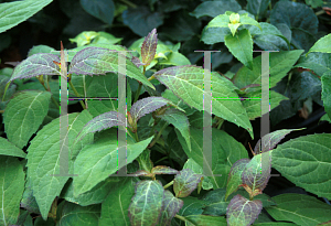 Picture of Hydrangea serrata 'Kiyosumi'