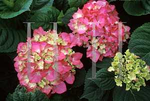 Picture of Hydrangea macrophylla 'Todi'