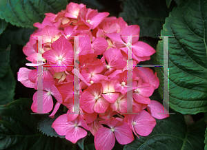 Picture of Hydrangea macrophylla 'Todi'