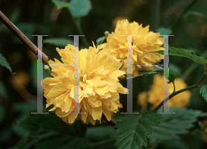 Picture of Kerria japonica 'Pleniflora'