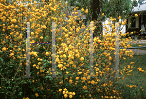 Picture of Kerria japonica 'Pleniflora'