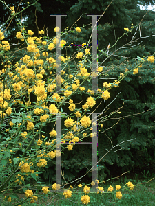 Picture of Kerria japonica 'Pleniflora'