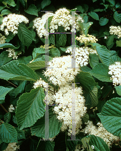 Picture of Viburnum dilatatum 'Henneke(Cardinal Candy)'