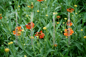 Picture of Helenium  'Moerheim Beauty'