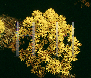 Picture of Helianthus salicifolius 'Low Down'