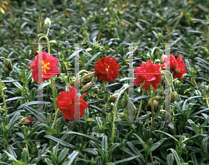 Picture of Helianthemum nummularium 'Cerise Queen'