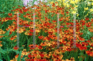 Picture of Helenium  'Bruno'