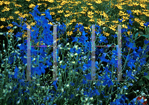 Picture of Coreopsis x delphinifolia 'Blue Mirror'