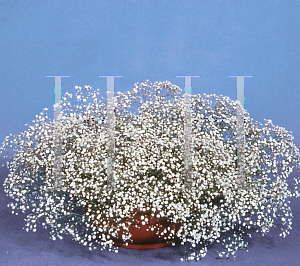 Picture of Gypsophila paniculata 'Happy Festival'